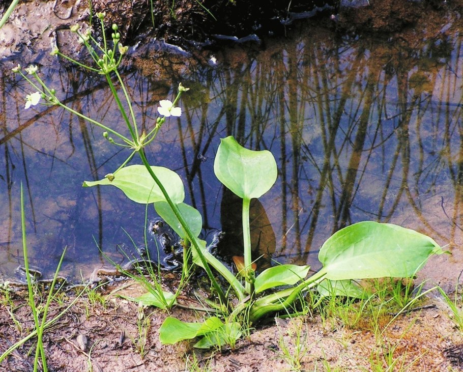 Стрелолист обыкновенный клубни
