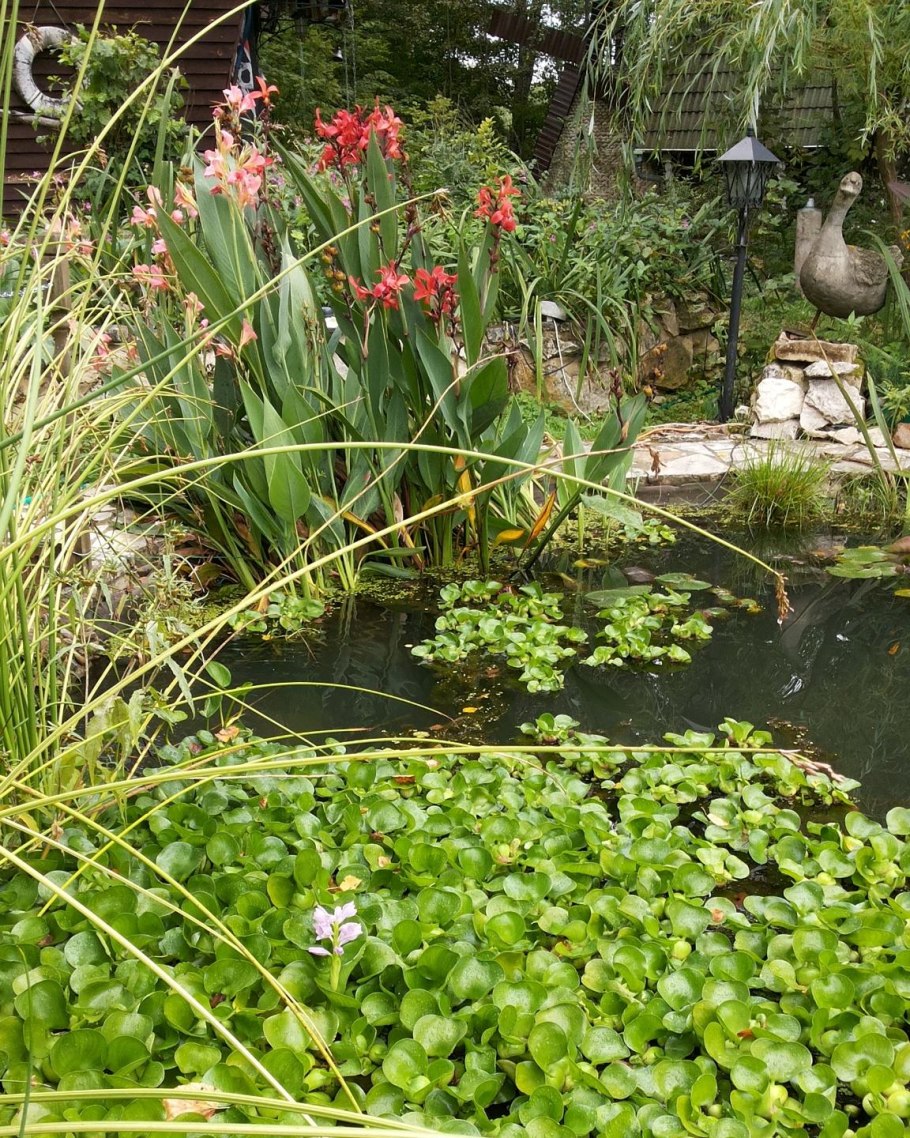 Стрелолист обыкновенный