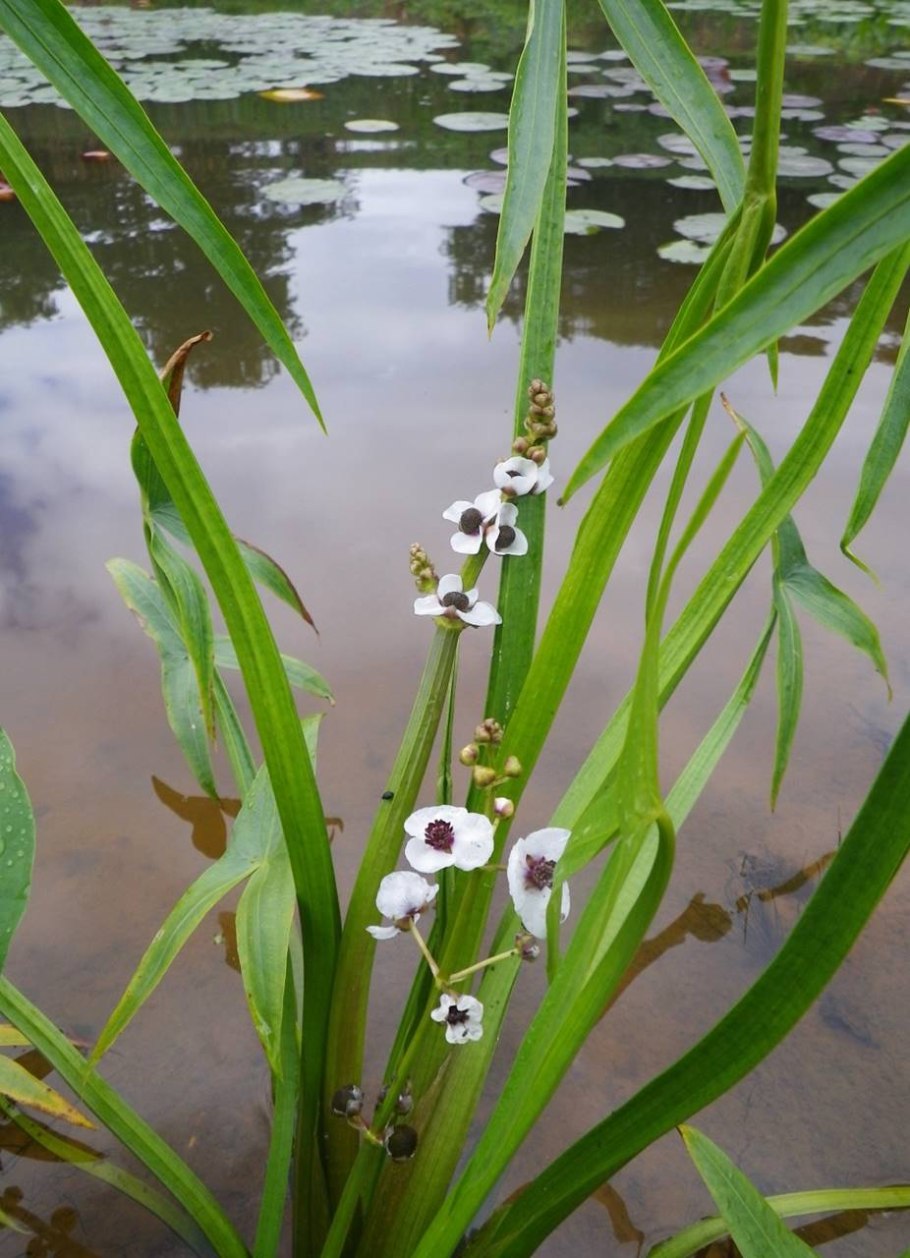 Стрелолист – Sagittaria