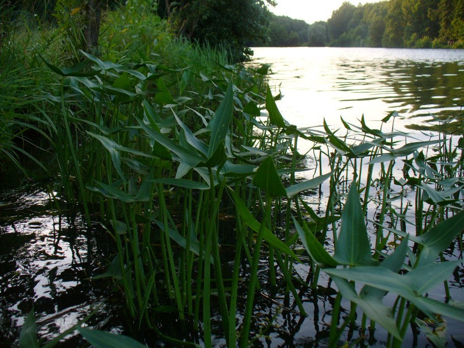 Гидрофиты стрелолист