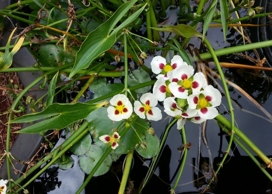 Стрелолист Sagittaria sagittifolia