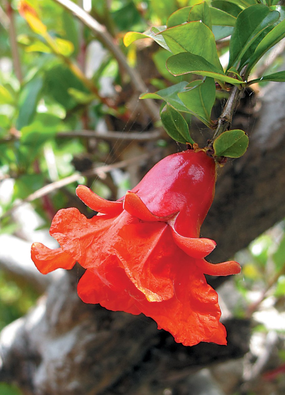 Punica gr. 'Legrelleae'