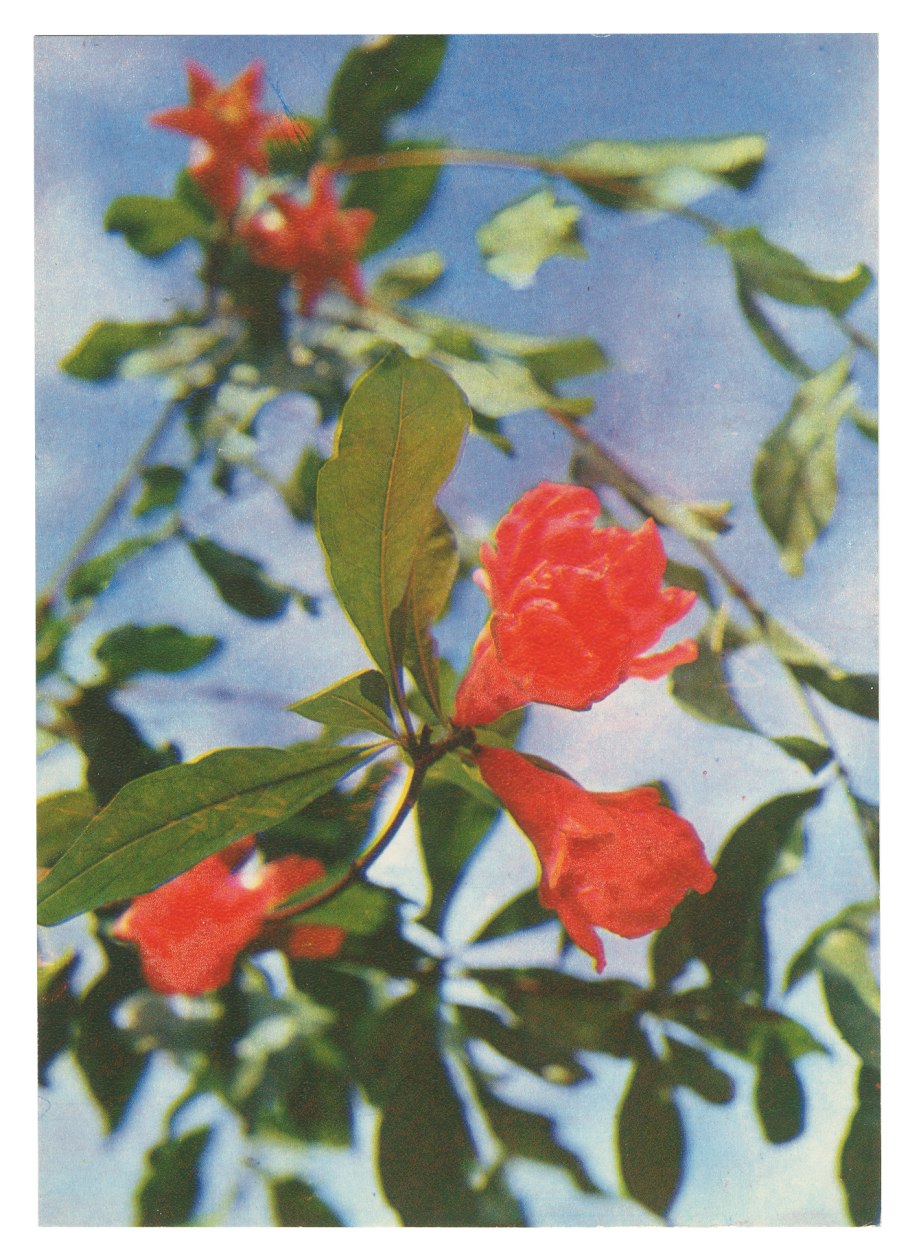 Гранат обыкновенный Punica granatum