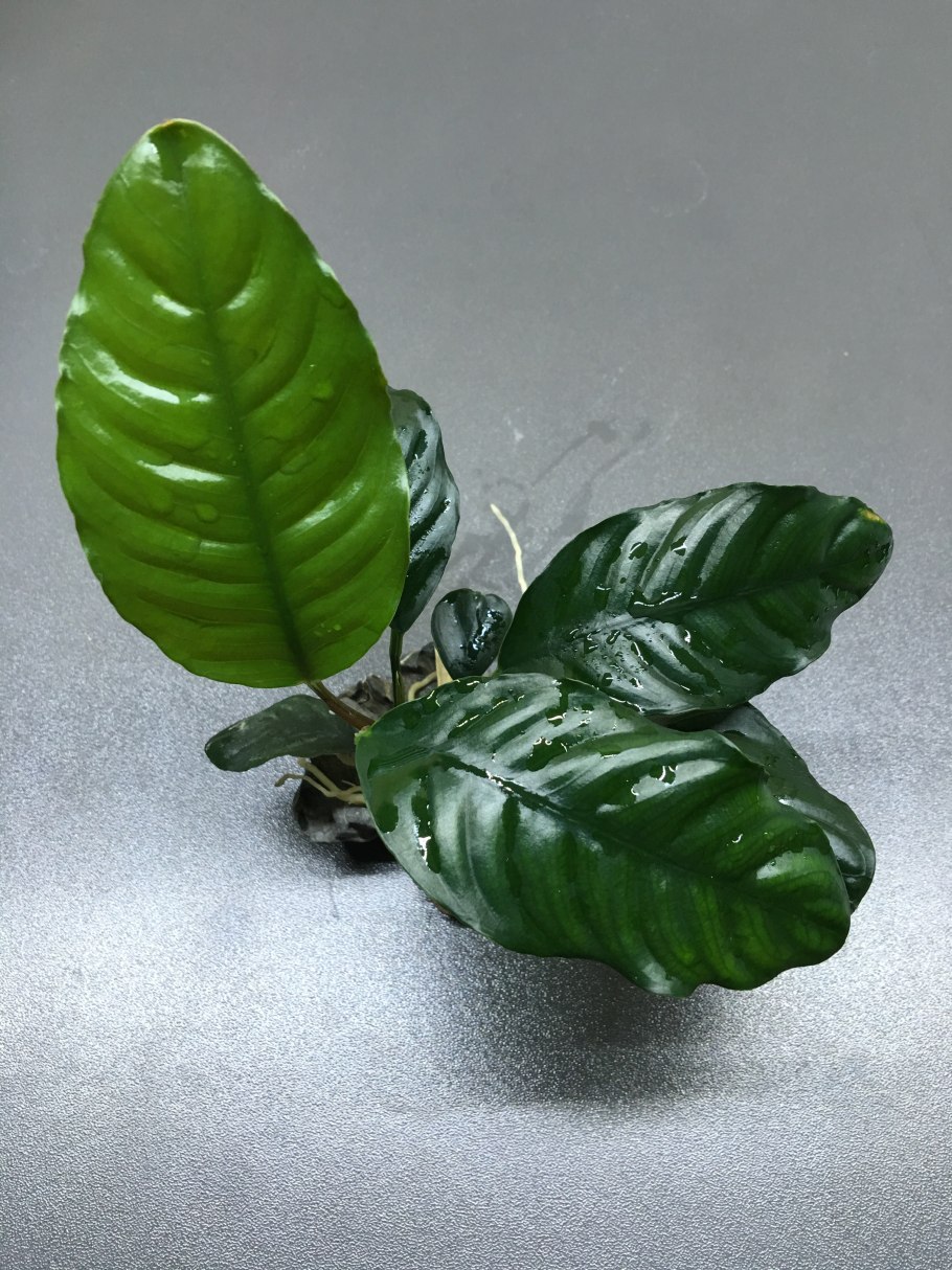 Анубиас бартера бартера