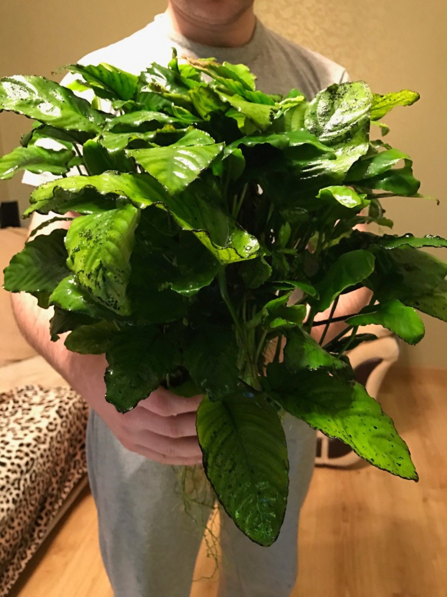 Анубиас бабочка