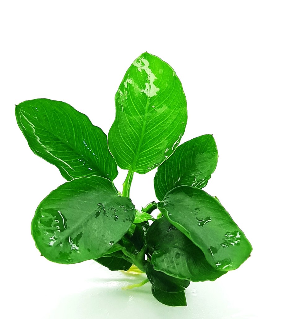 Анубиас кофейный