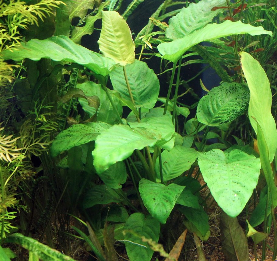 Анубиас конгенсис мини