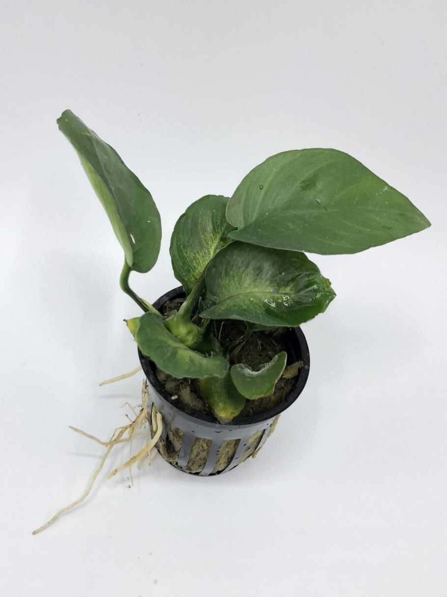 Anubias barteri var. Нана 'мрамор'