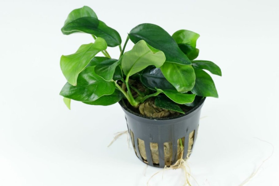 Анубиас узколистный