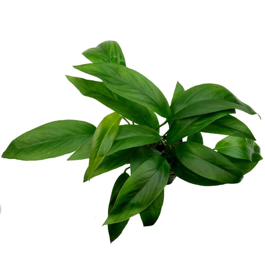 Анубиас бартера