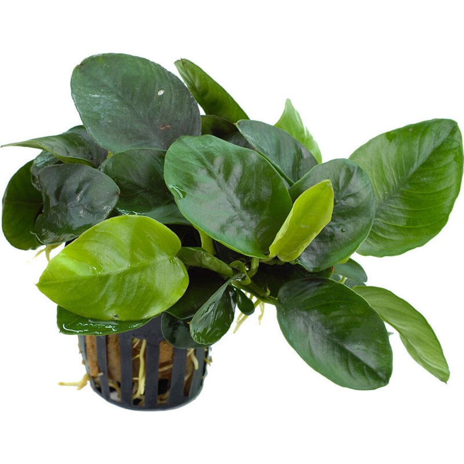 Анубиас бартера Нана Medium