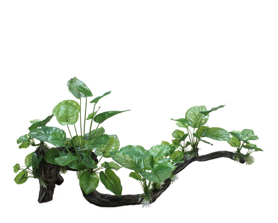 Анубиас бартери-бартери макулата