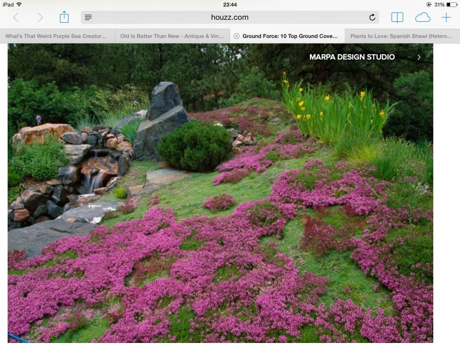 Флокс шиловидный на альпийской Горке