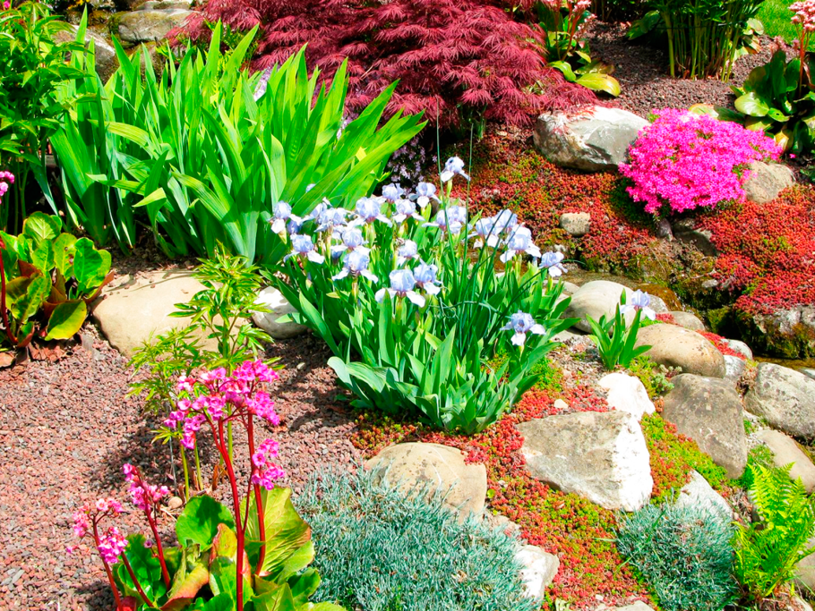 Рокарий ирисы