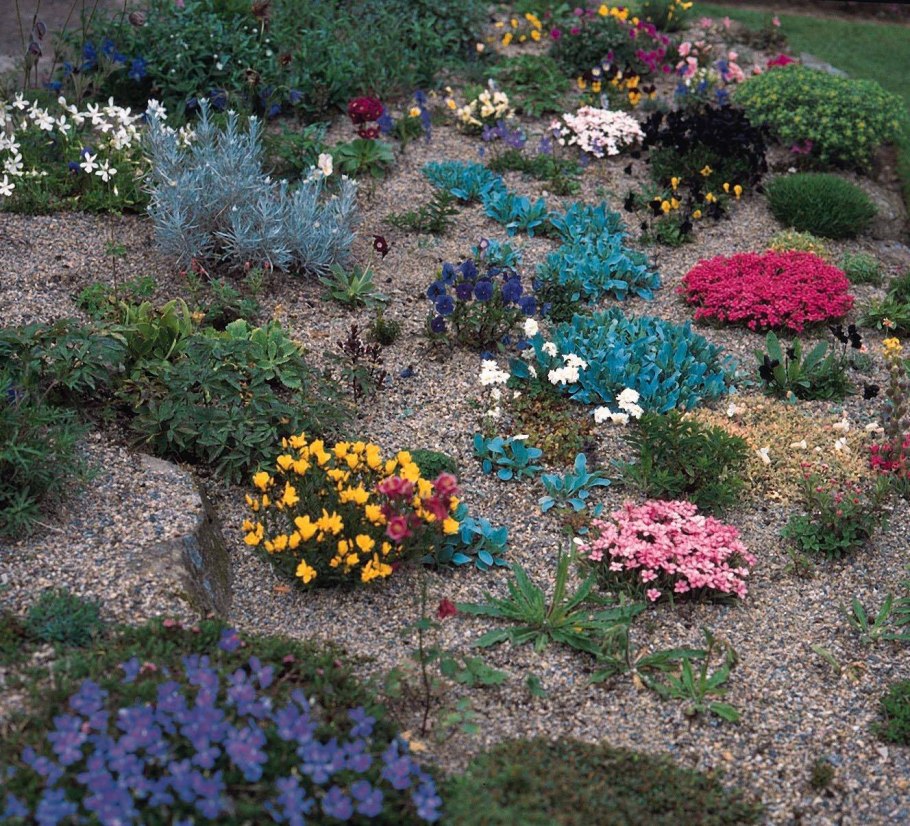 Хризантемы многолетние почвопокровные