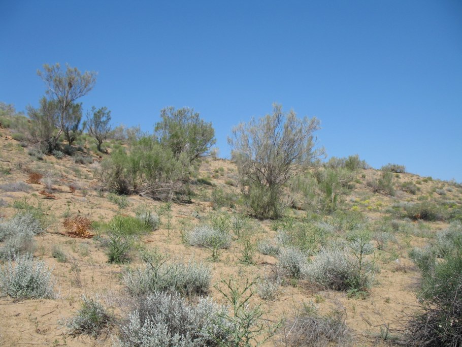 Селин растение пустыни