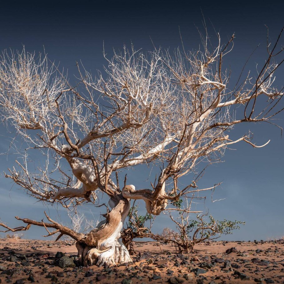 Приспособленность покровительственная окраска