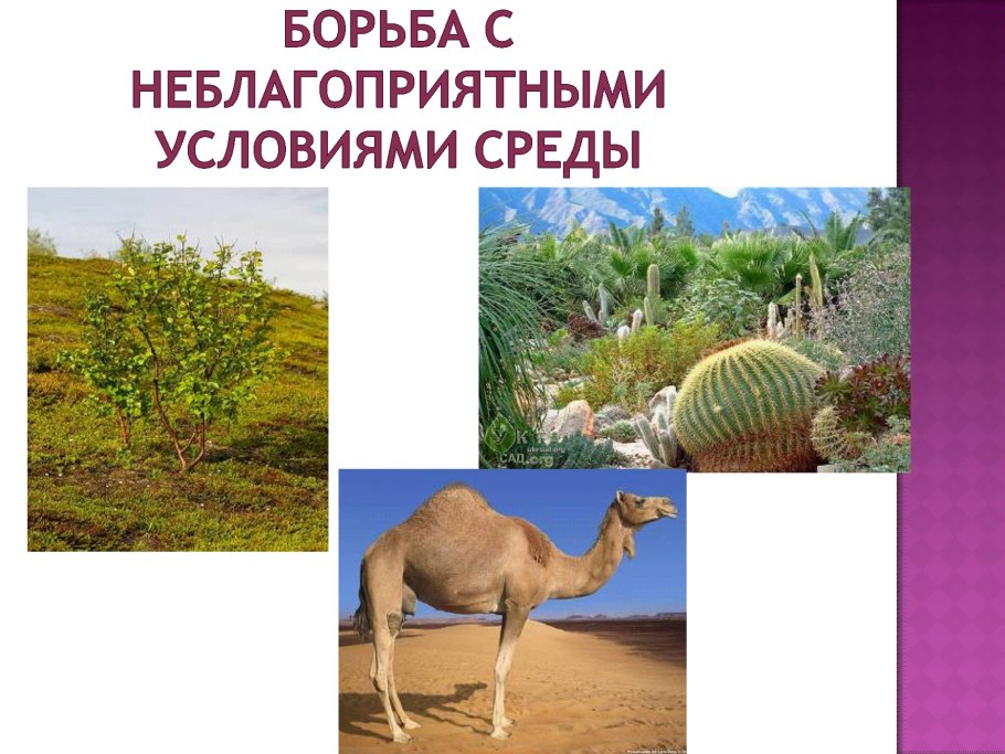 Борьба с неблагоприятными условиями среды
