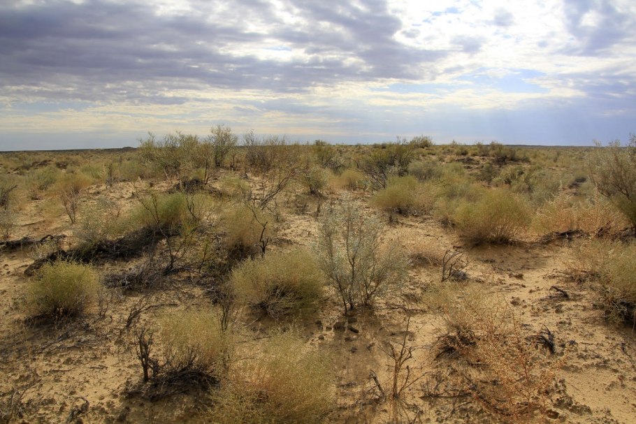 Саксаул, джузгун, эфедра, солянка, Полынь