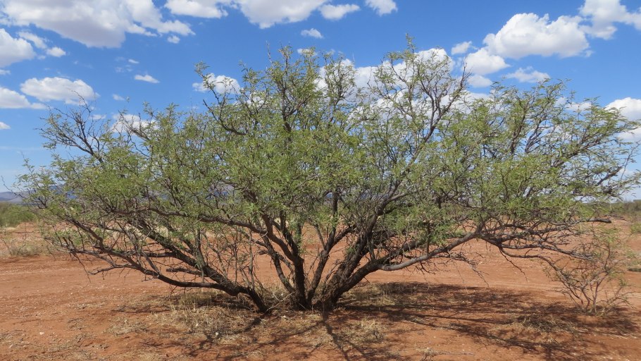 Мескит дерево