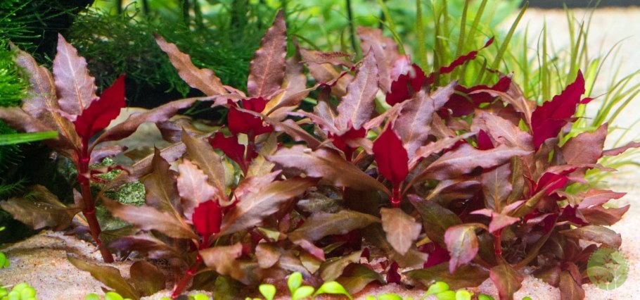 Альтернантера Рейнека мини