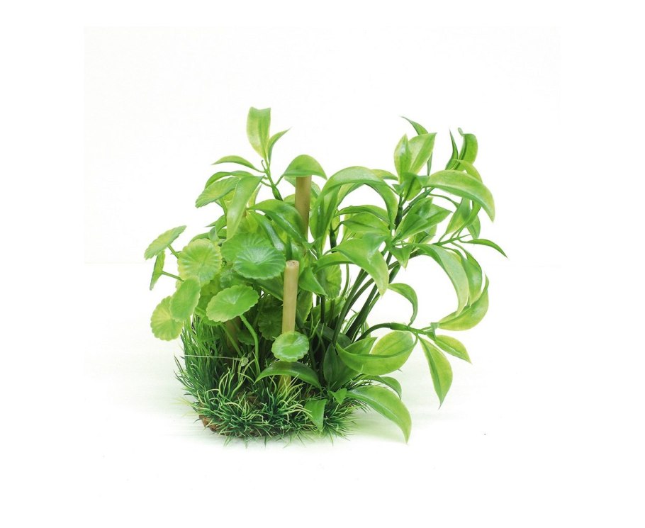 Альтернантера Беттцика красная