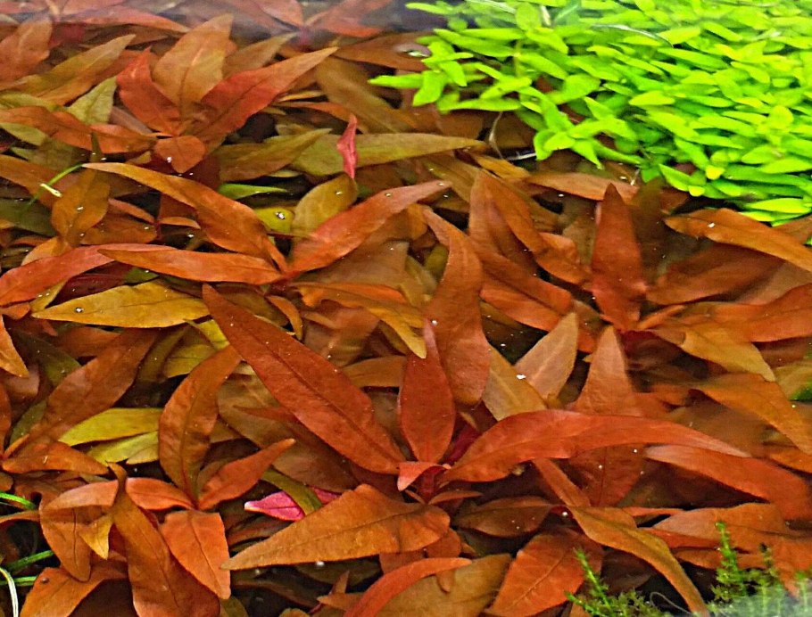 Альтернантера Бетцига,