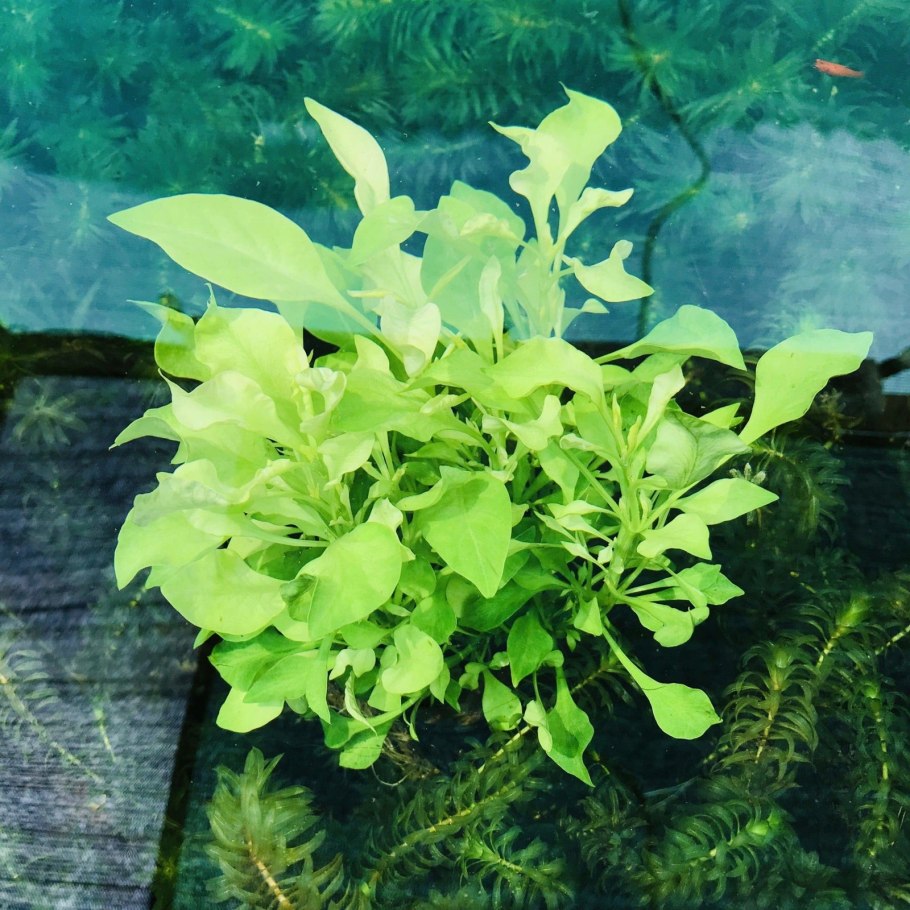 Alternanthera bettzickiana