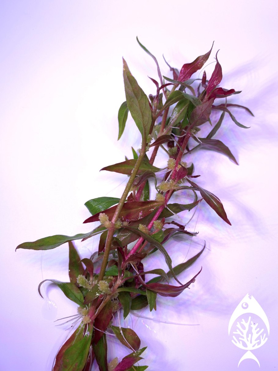 Альтернантера Беттцика красная