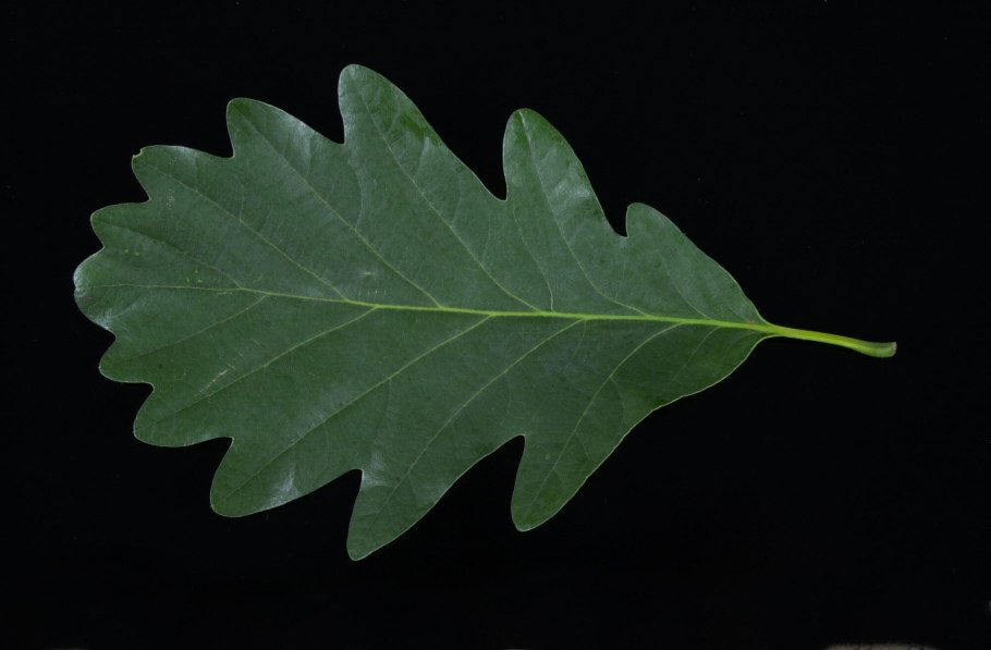 Quercus petraea