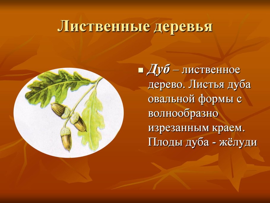 Описание листа дуба