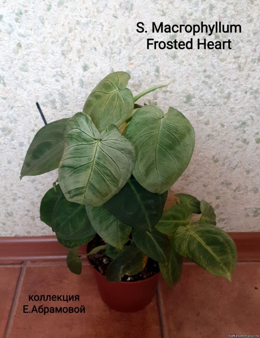 Сингониум Frosted Heart