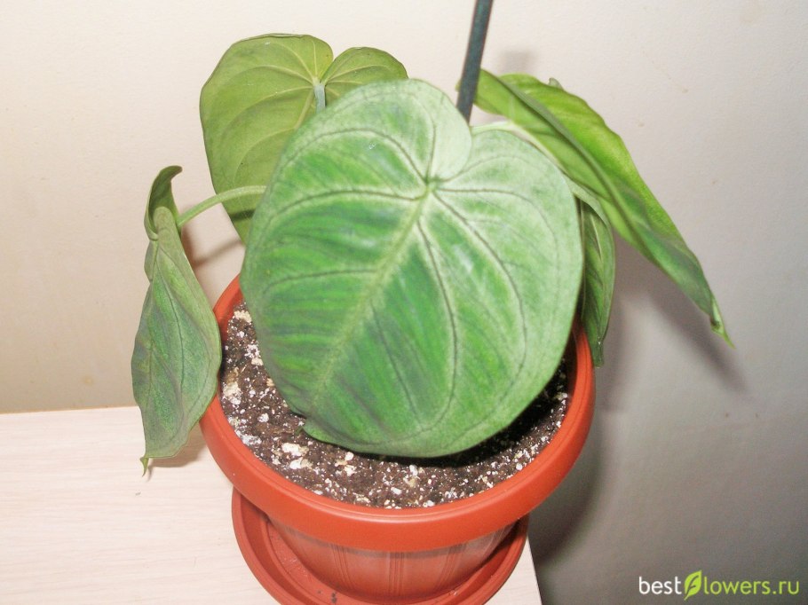 Сингониум фрозеум Хард