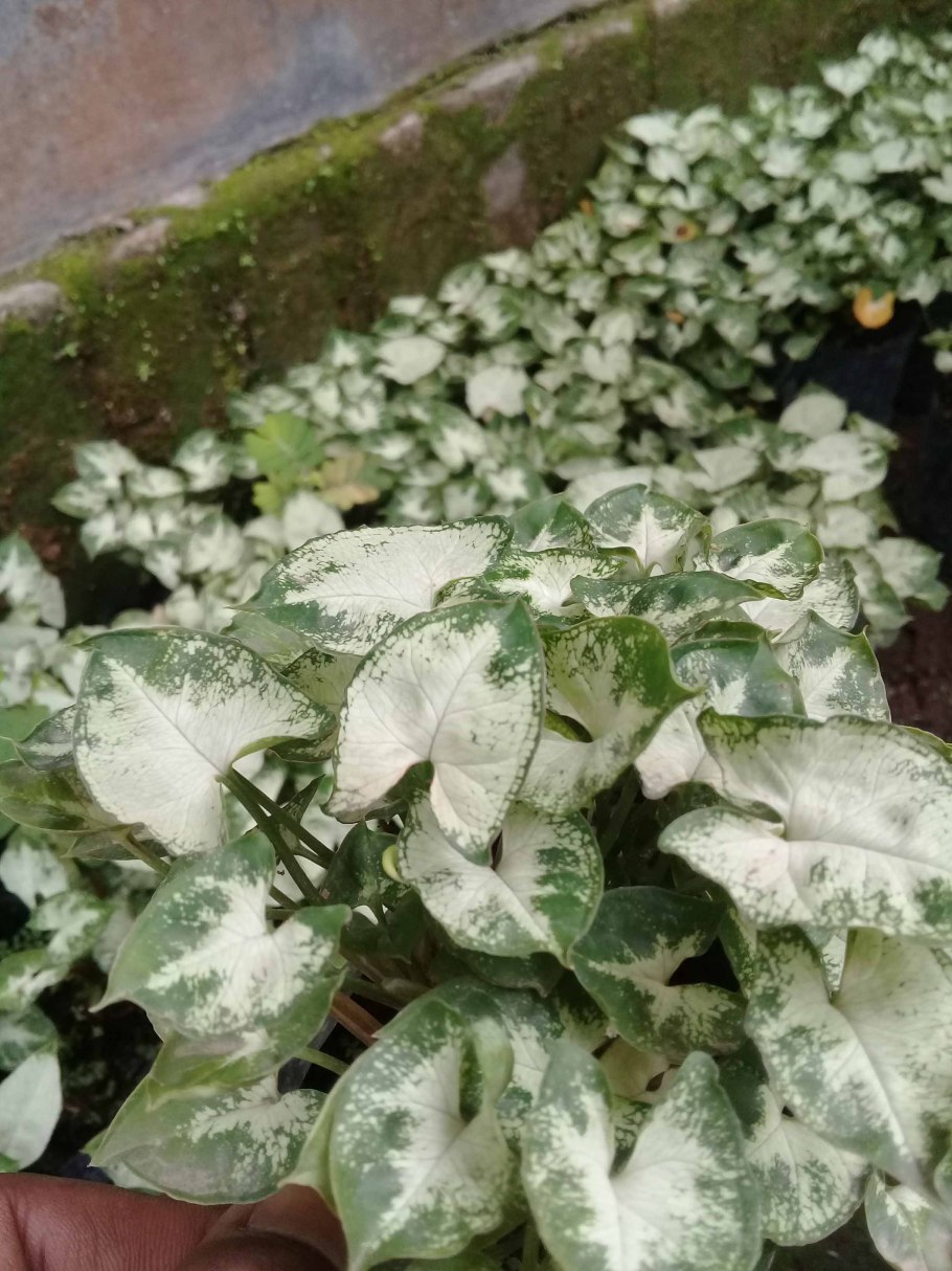 Сингониум айс Фрост