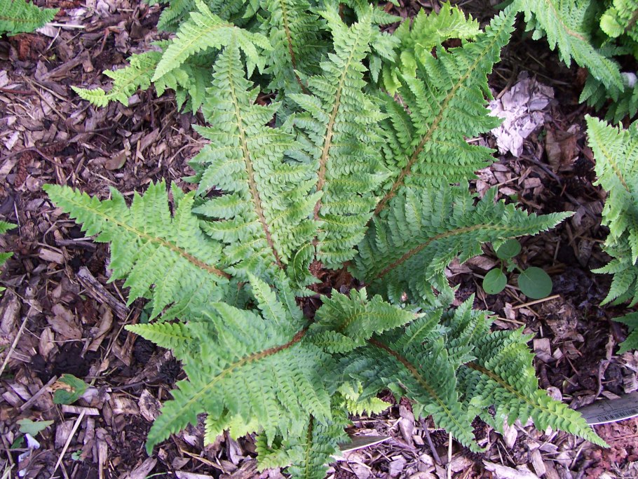 Папоротник, Polystichum setiferum congestum