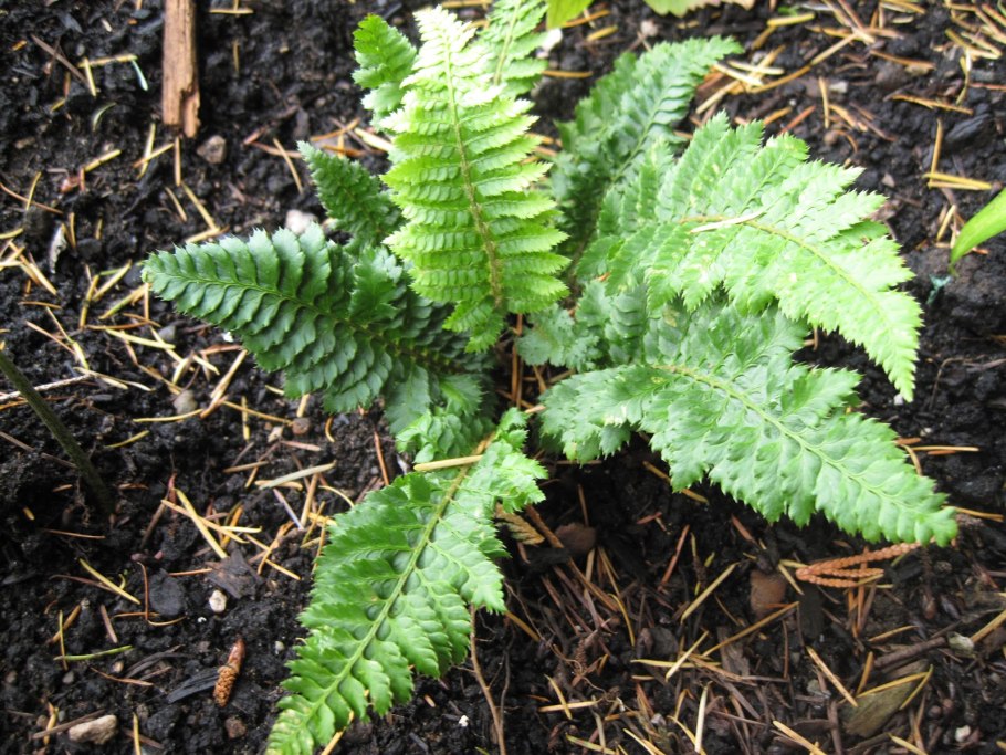 Многорядник Брауна Polystichum braunii
