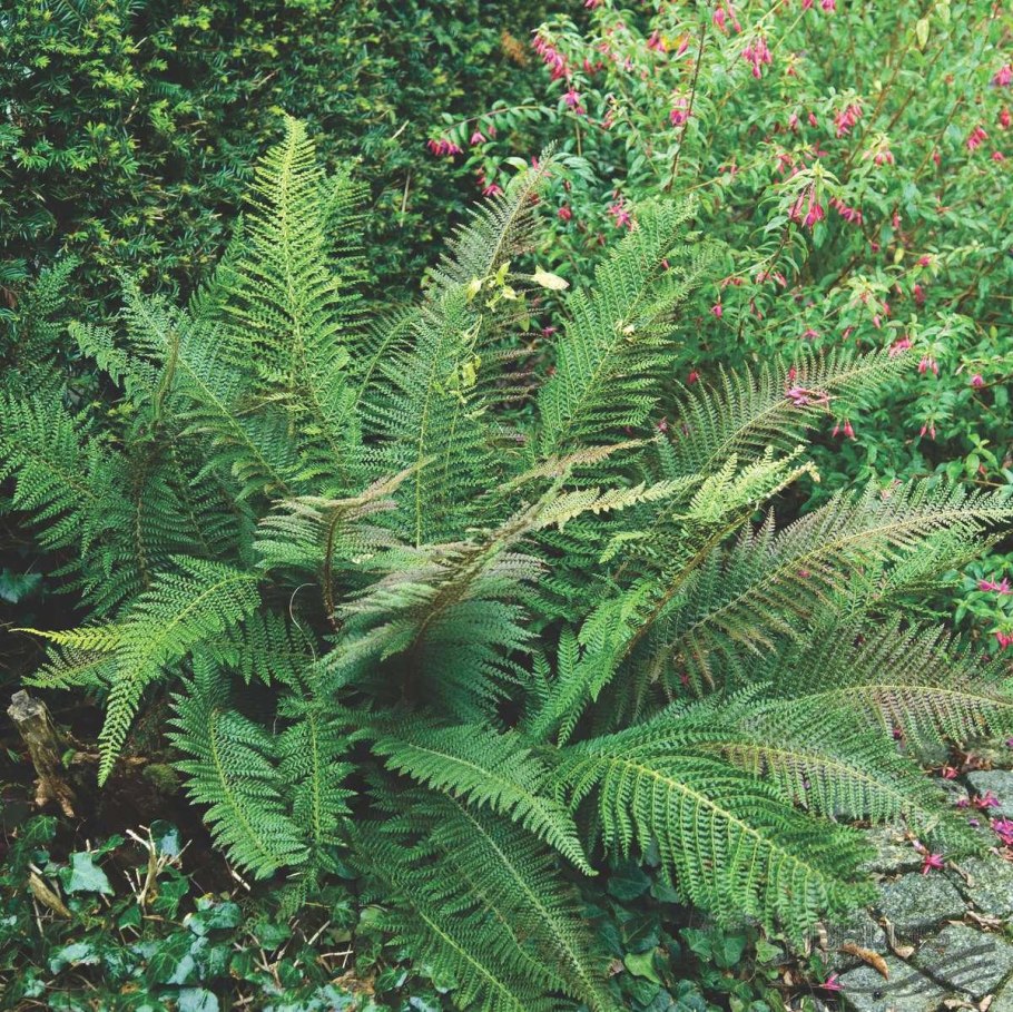 Многорядник Брауна Polystichum braunii