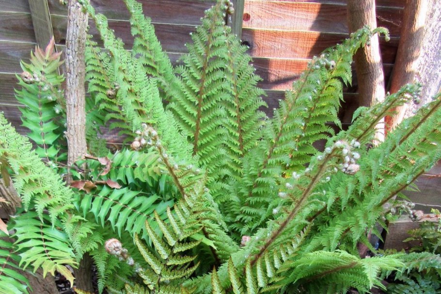 Папоротник Herrenhausen