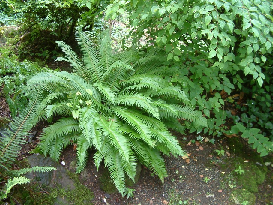 Polystichum setiferum