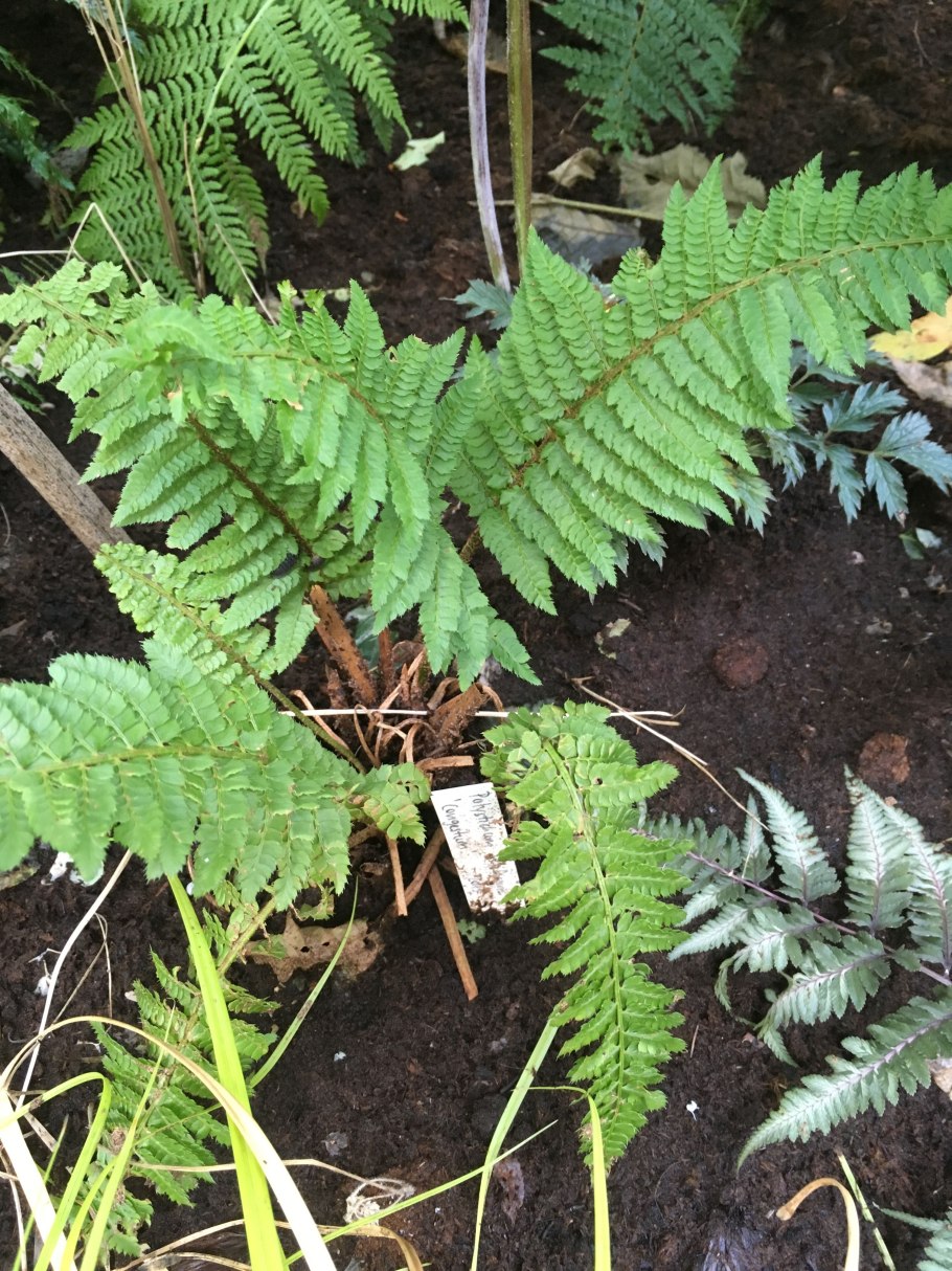 Многорядник щетинковый Херренхаузен