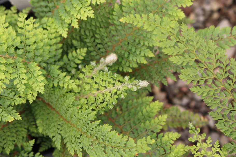 Polystichum makinoi