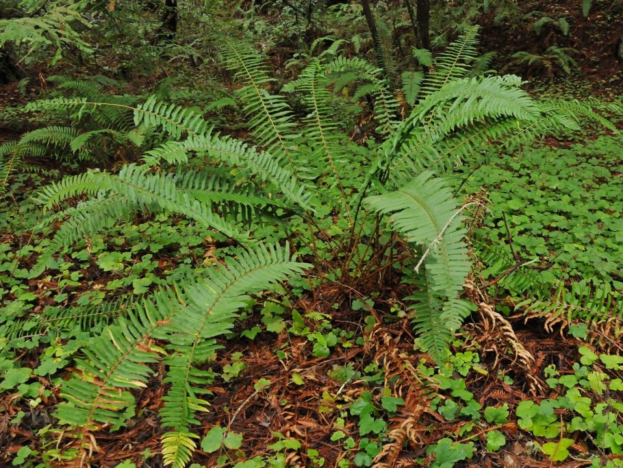 Многорядник Polystichum setiferum congestum