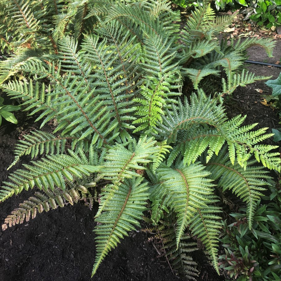 Многорядник трехраздельный Polystichum Tripteron