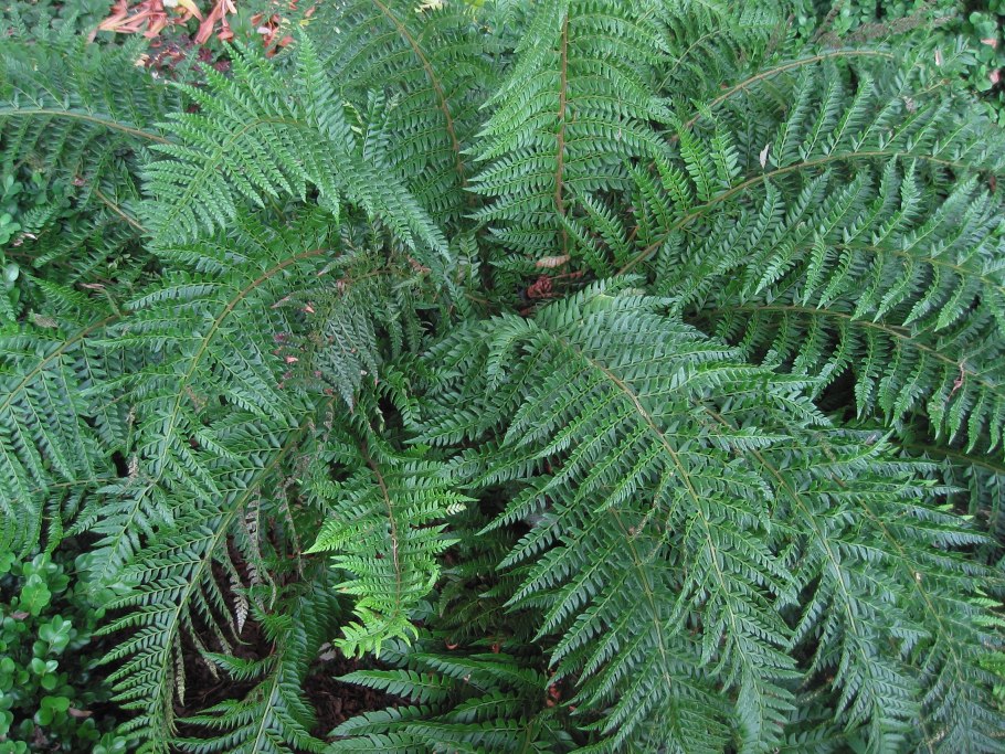 Polystichum TSUS-Simense