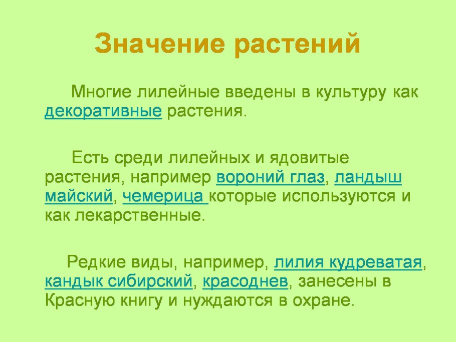 Семейство Лилейные Лилия