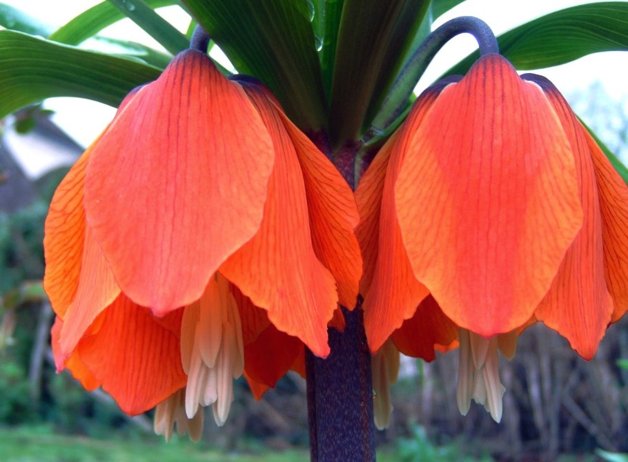 Лилия оранж Спейс