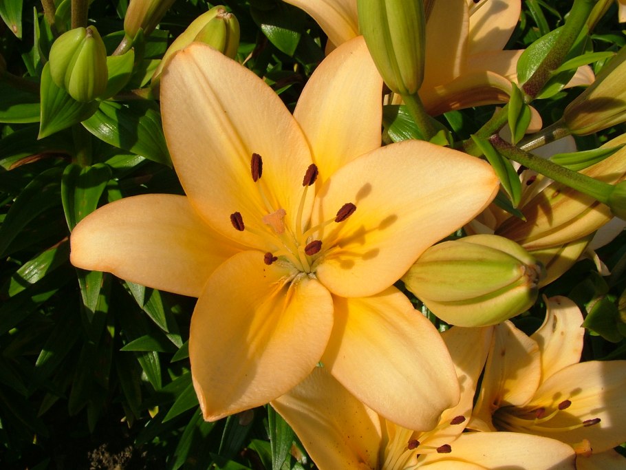 Лилейные Молдавии