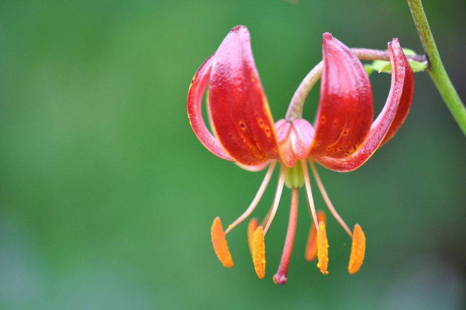 Царство Лилейные