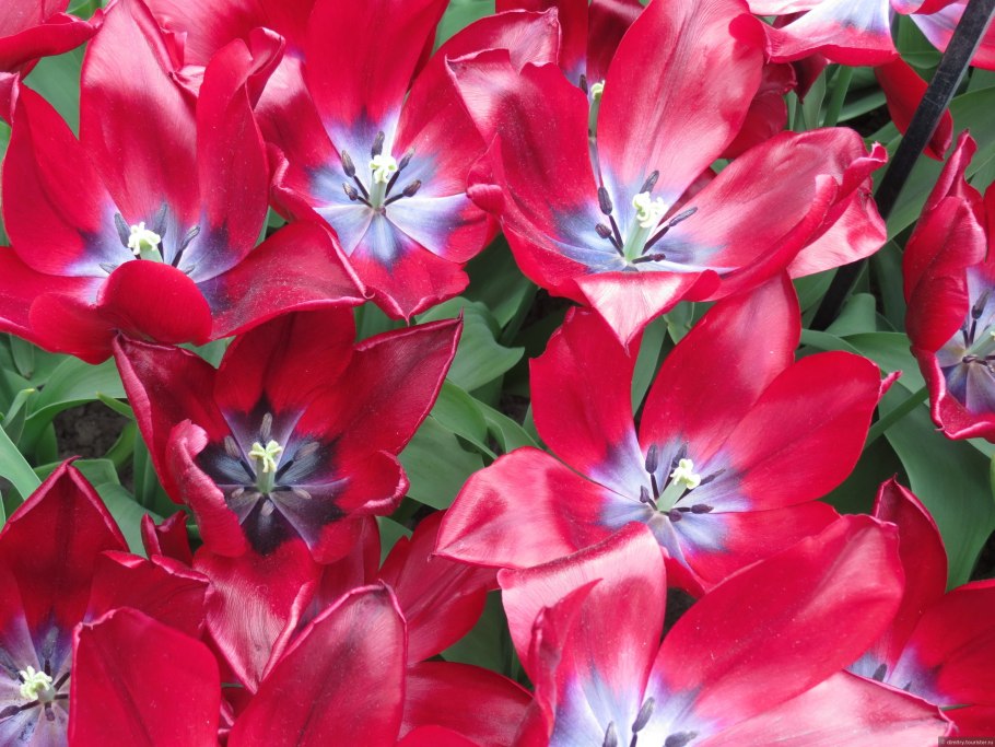 Букет «лилейная мечта»