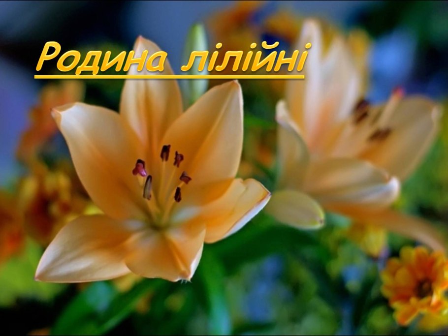 Лилейные тюльпаны листья зелено-фиолетовые